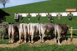 ZF Planta A75 Windlin Markus Oberendi St. Niklausen